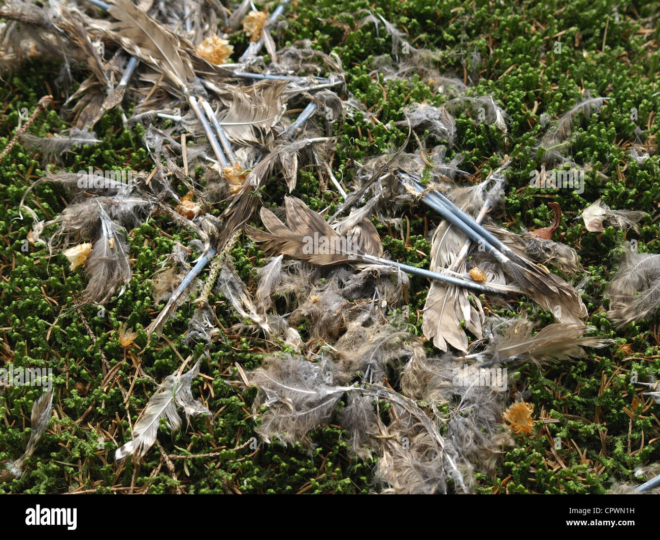 Federn aus einem Waldkauz (Strix Aluco) nach dem Herausziehen aus einem Sperber (Accipiter Nisus), Bayerischer Wald, Deutschland, Europa Stockfoto