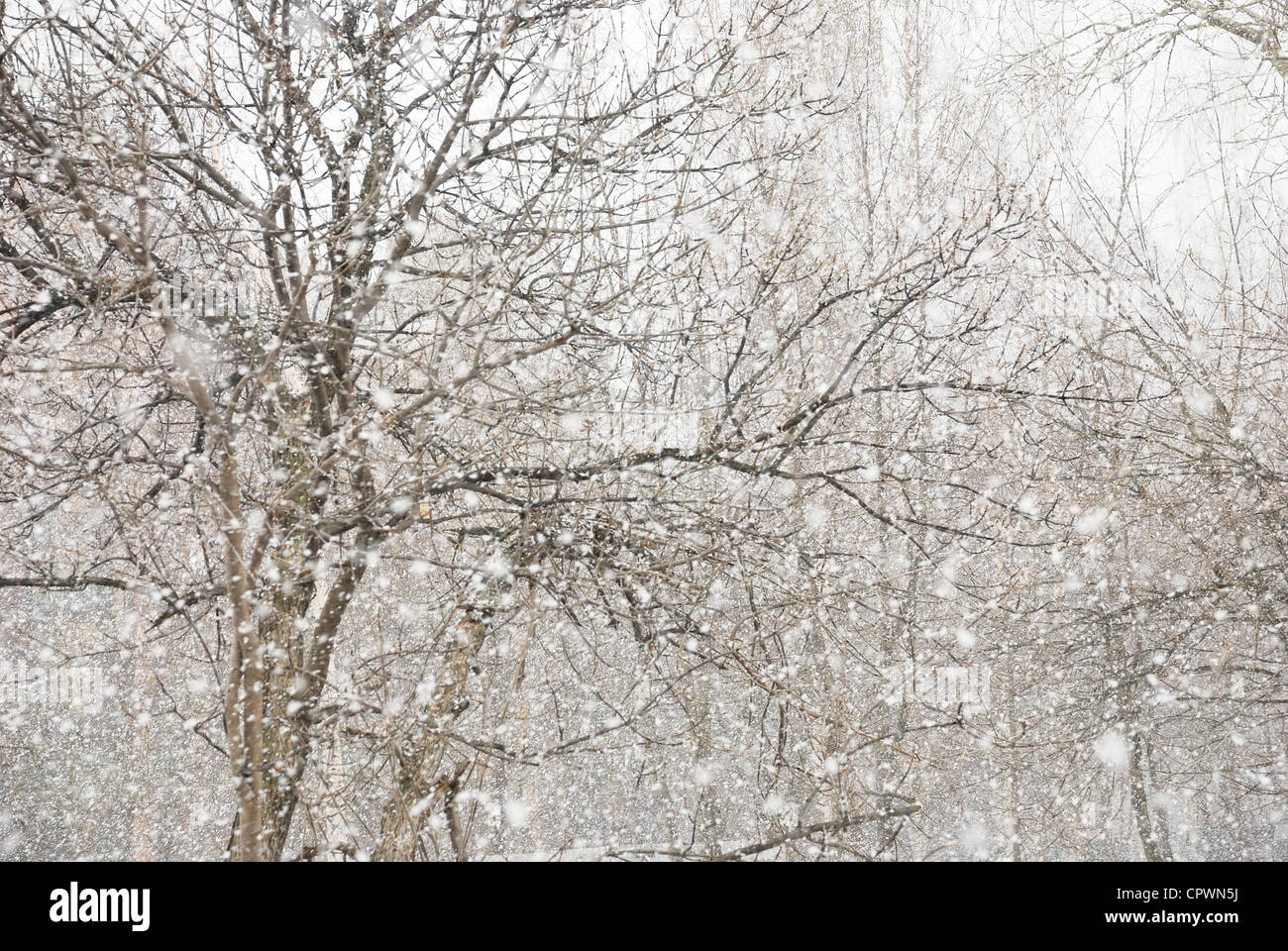 erste Schnee fiel in den leeren park Stockfoto