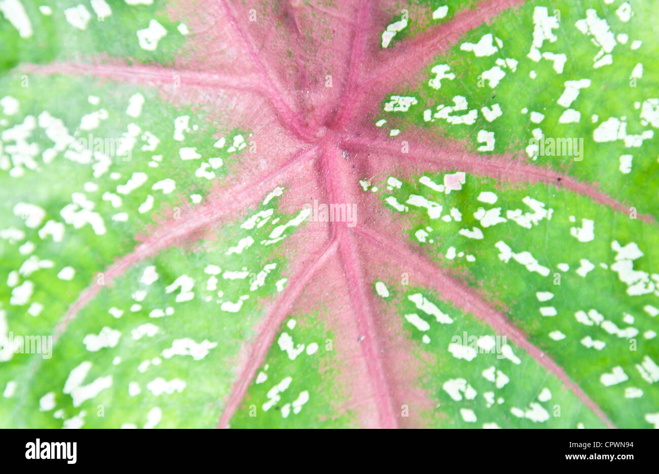 Blatt-Textur-Hintergrund Stockfoto