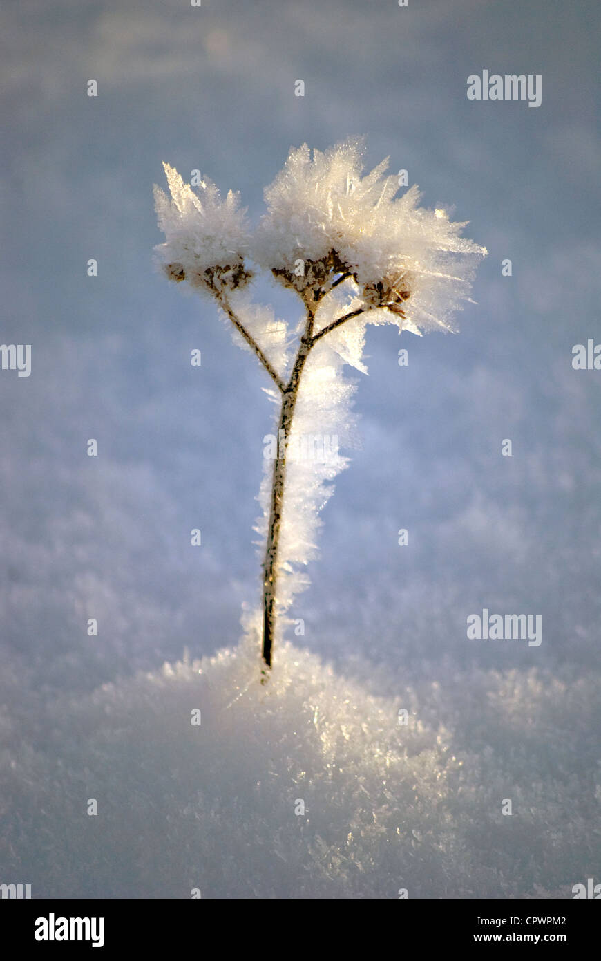 Einsame gefrorene Blume in Eis kalte Bedingungen Stockfoto