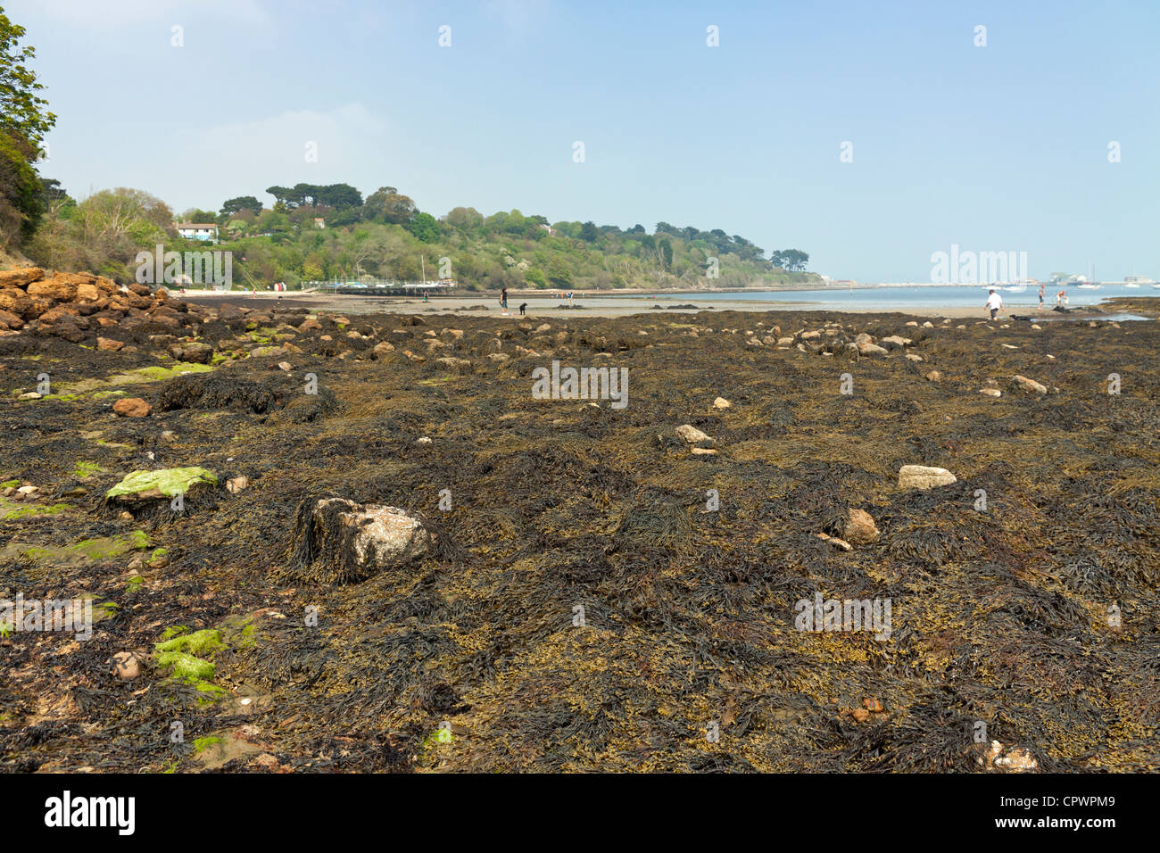 Masse der blasentang Algen auf Sandsfoot Castle Beach in Weymouth in Dorset Stockfoto