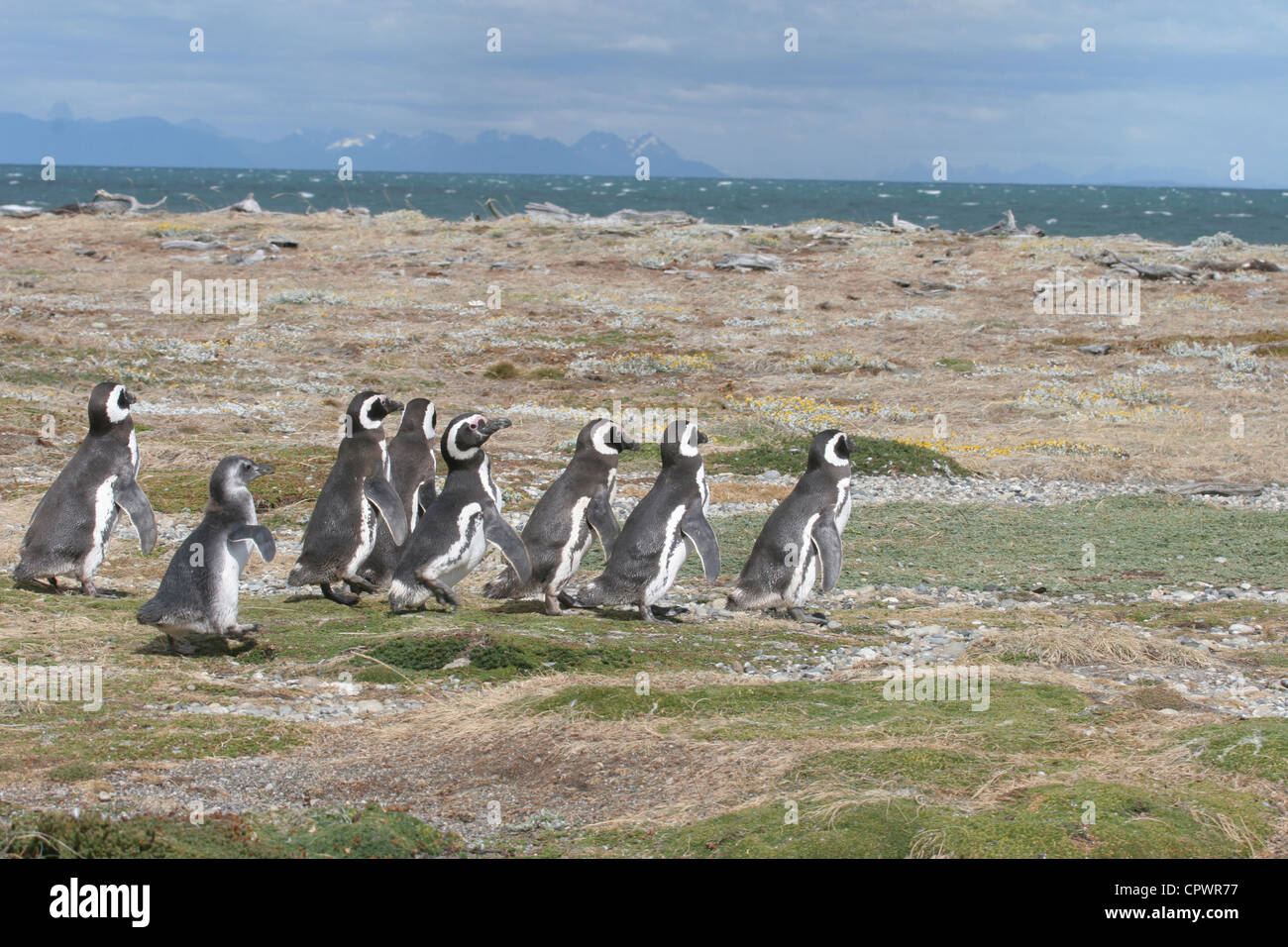Gruppe von Magellan-Pinguine machen Sie einen Spaziergang über die Felder zu gehen, Wasserrand, Punta Arenas, Chile Stockfoto