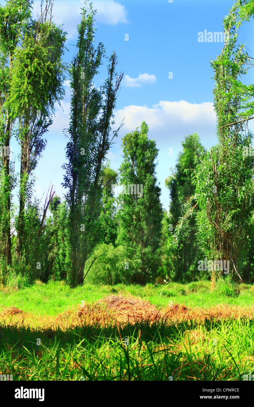 Chinampas mit dicken grünen Vegetation und hohen Ahuejote Bäume in Xochimilco Ecological Reserve, Mexiko-Stadt. Stockfoto