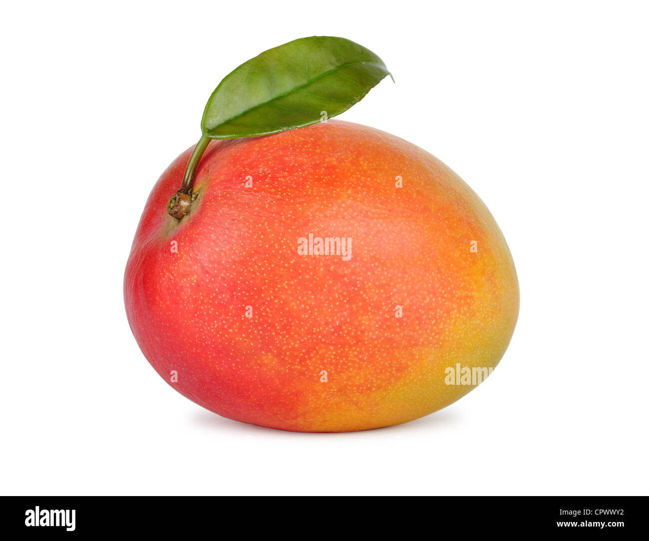 Reife frische Mango-Frucht isoliert auf weißem Hintergrund Stockfoto