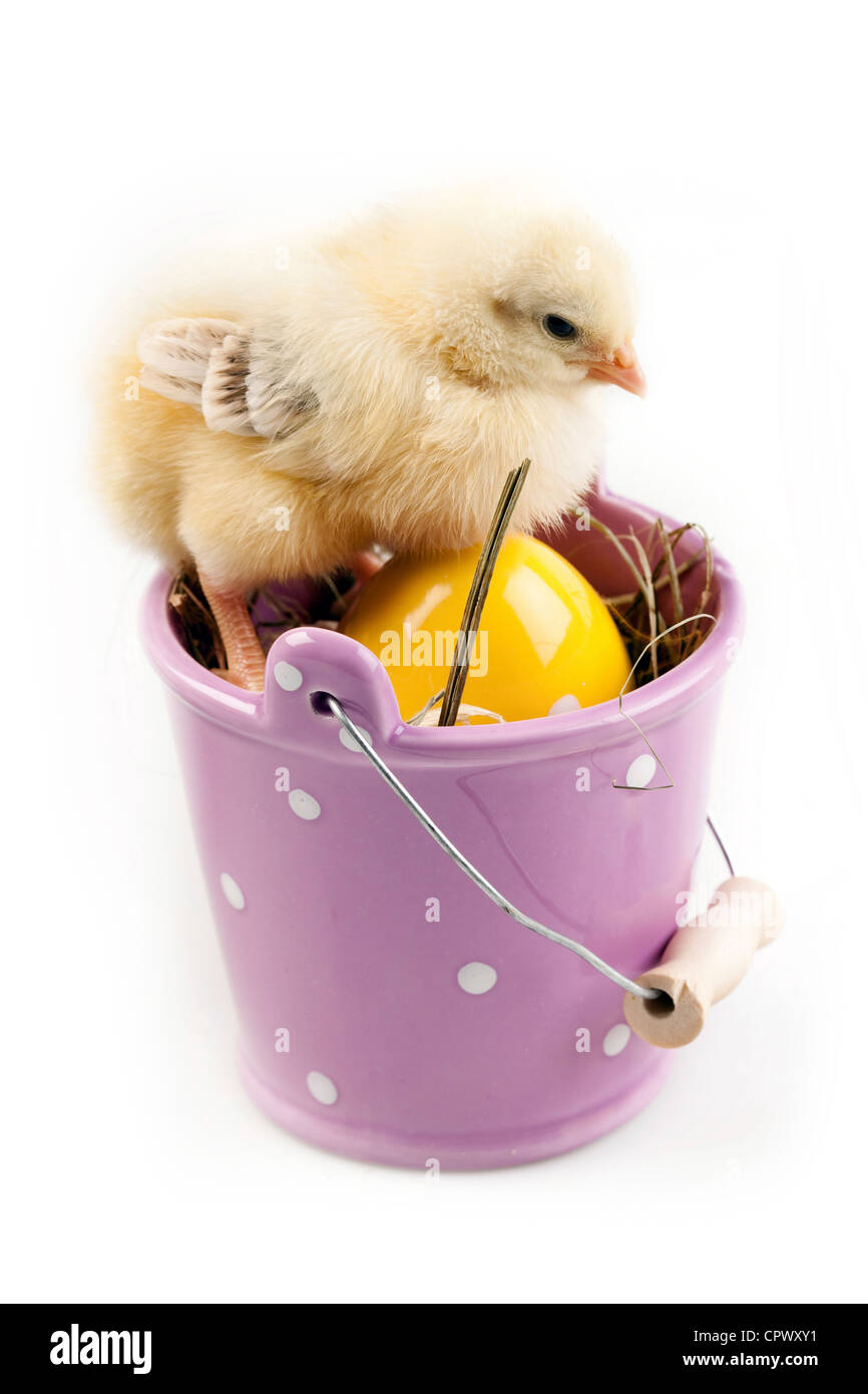 Ostern Tiere RM Stockfoto