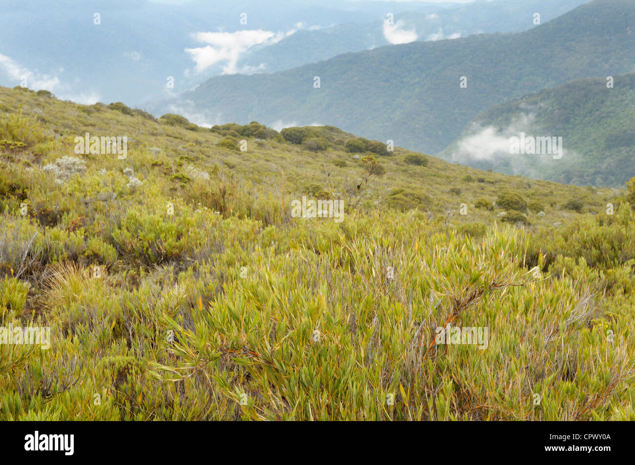 Paramo Lebensraum oberhalb der Baumgrenze bei 11.000 Fuß, Cerro De La Muerte, Costa Rica Stockfoto