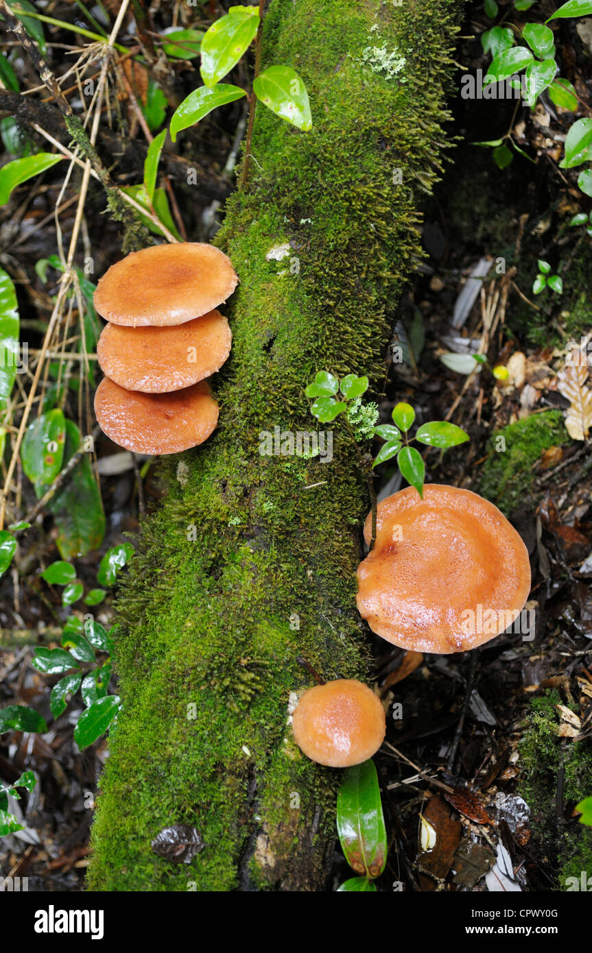 Pilze, verwesenden Toten Baumstamm, Costa Rica Stockfoto