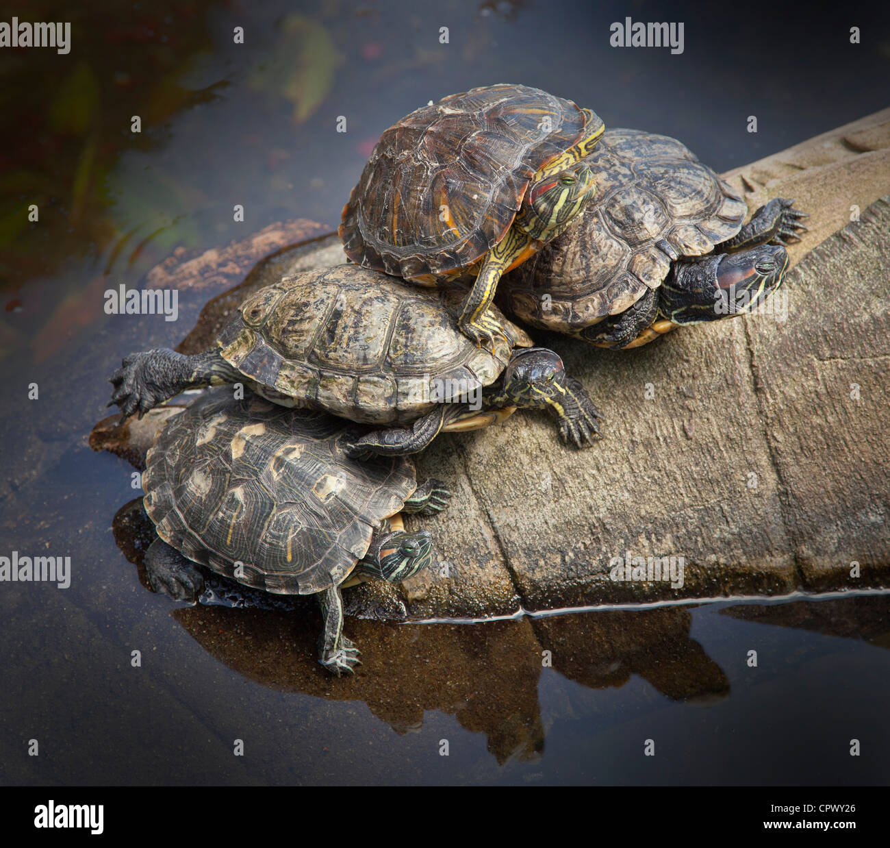 Eine Gruppe von Aalen rot-eared Slider Schildkröten, ist Scripta elegans Stockfoto