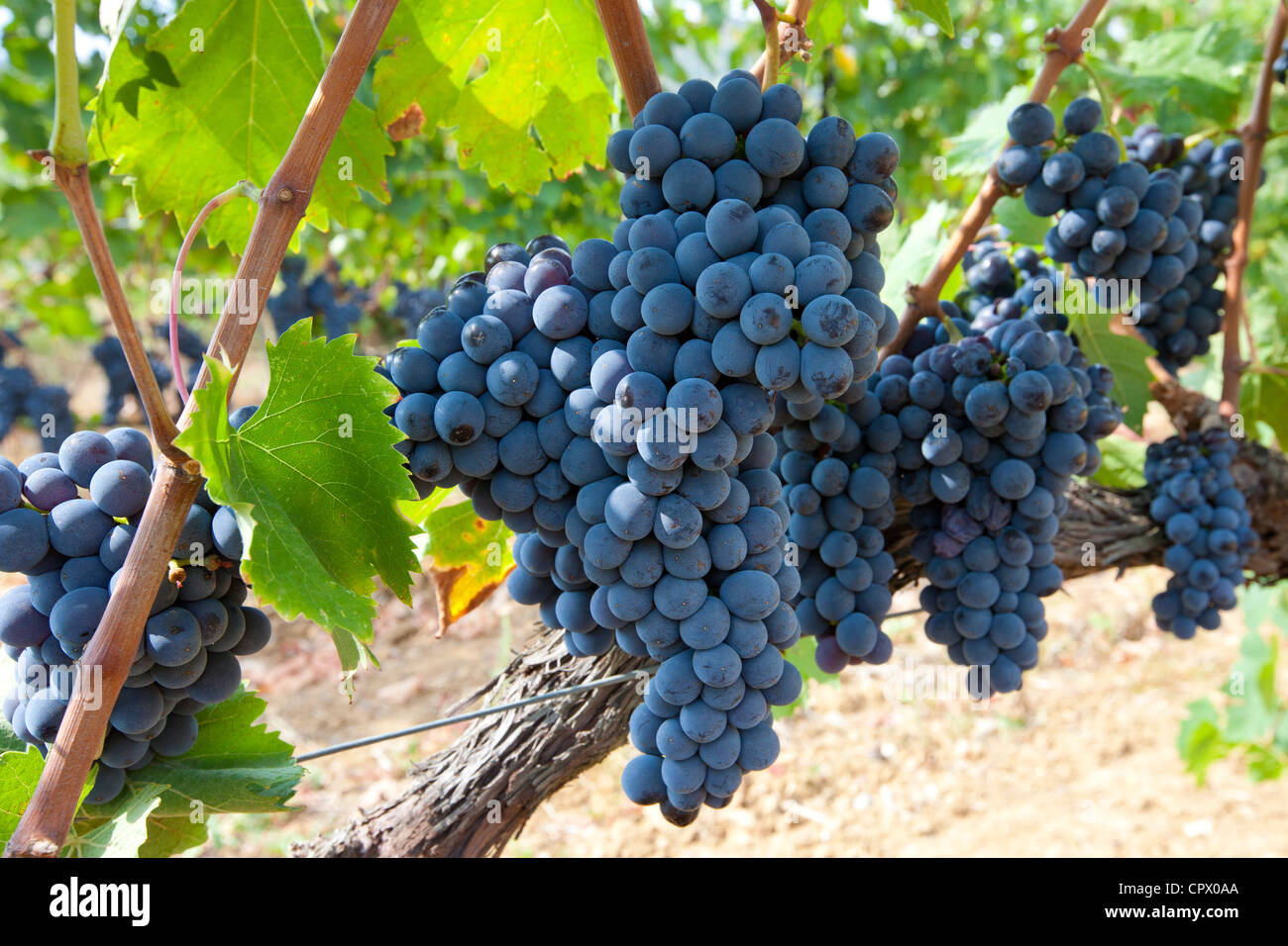 Reifen Brunello Trauben Sangiovese, wächst an Rebstöcken auf Weingut in der Region von Montalcino in Val D'Orcia, Toskana, Italien Stockfoto