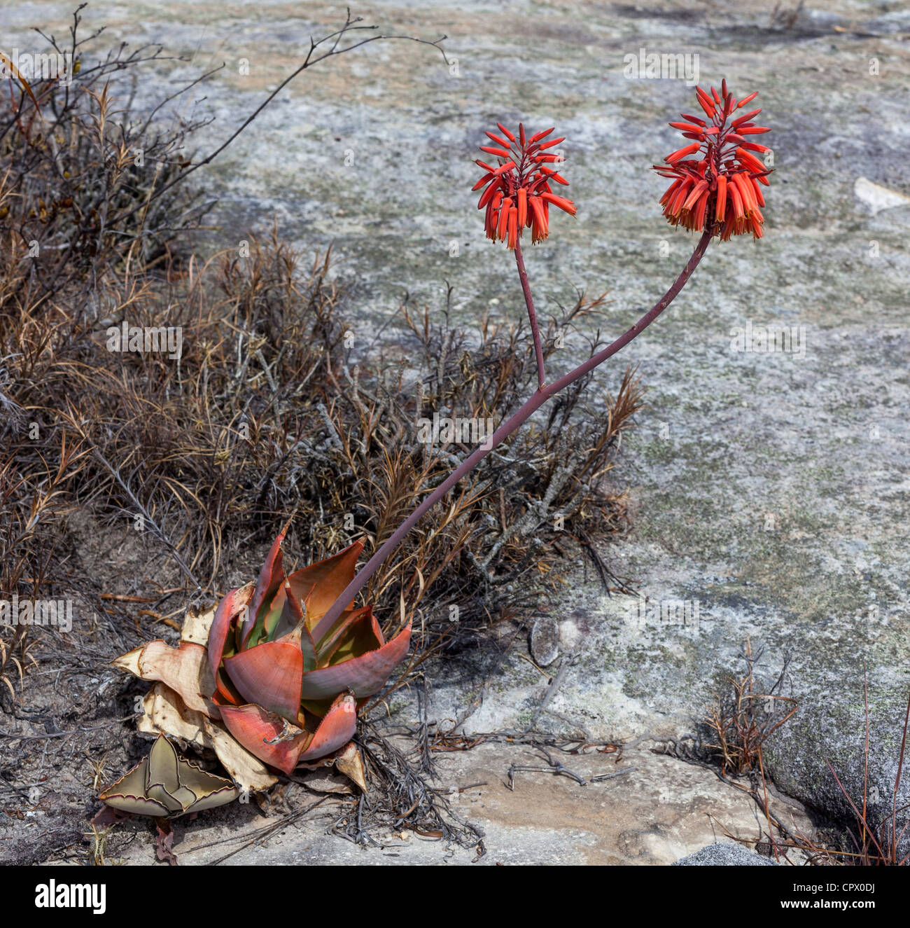 Aloe isaloensis Fotos und Bildmaterial in hoher Auflösung Alamy