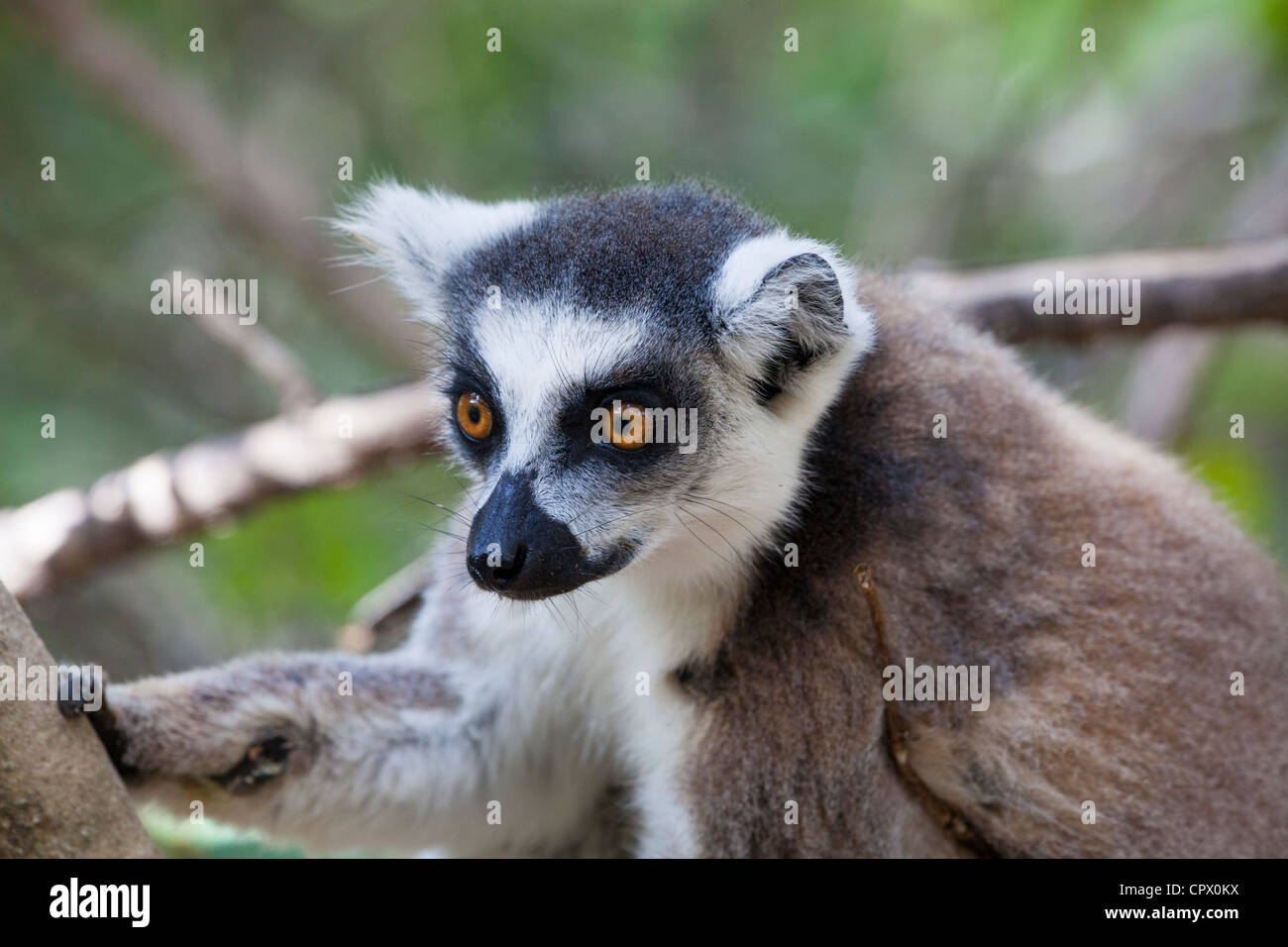 Katta (Lemur Catta), Isalo Nationalpark, Madagaskar Stockfoto