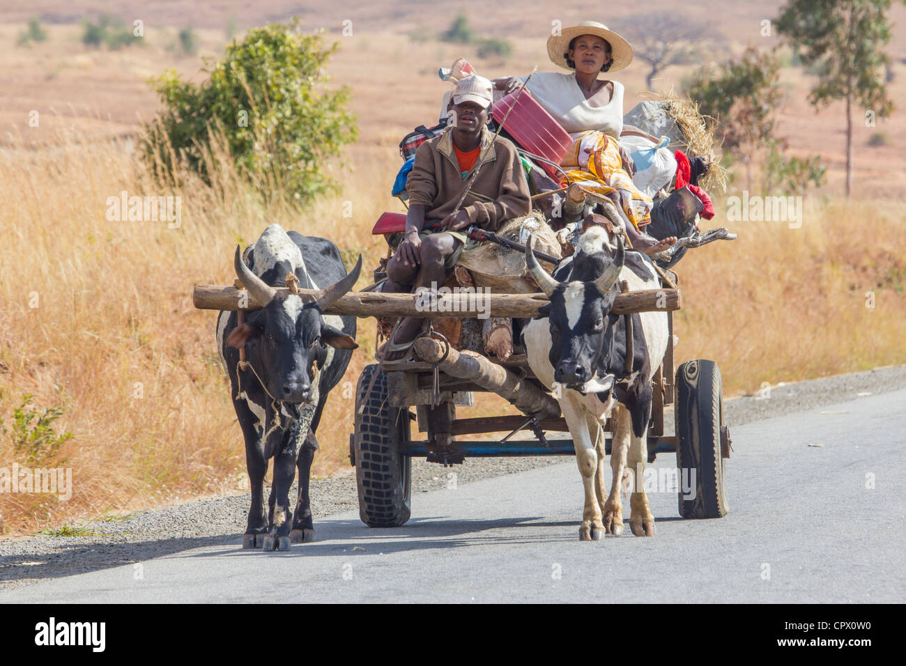 gezeichnete Ochsenkarren auf RN7 Autobahn, zwischen Amblavao und Ihosy, Mitteldorn von Madagaskar Stockfoto