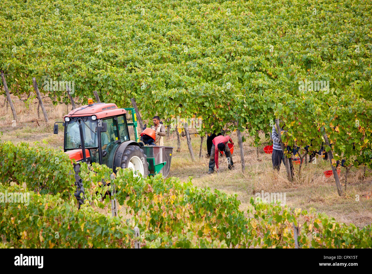 Brunello Trauben, Sangiovese, wird auf dem Weingut La Fornace in Montalcino in Val D'Orcia, Toskana, Italien Stockfoto