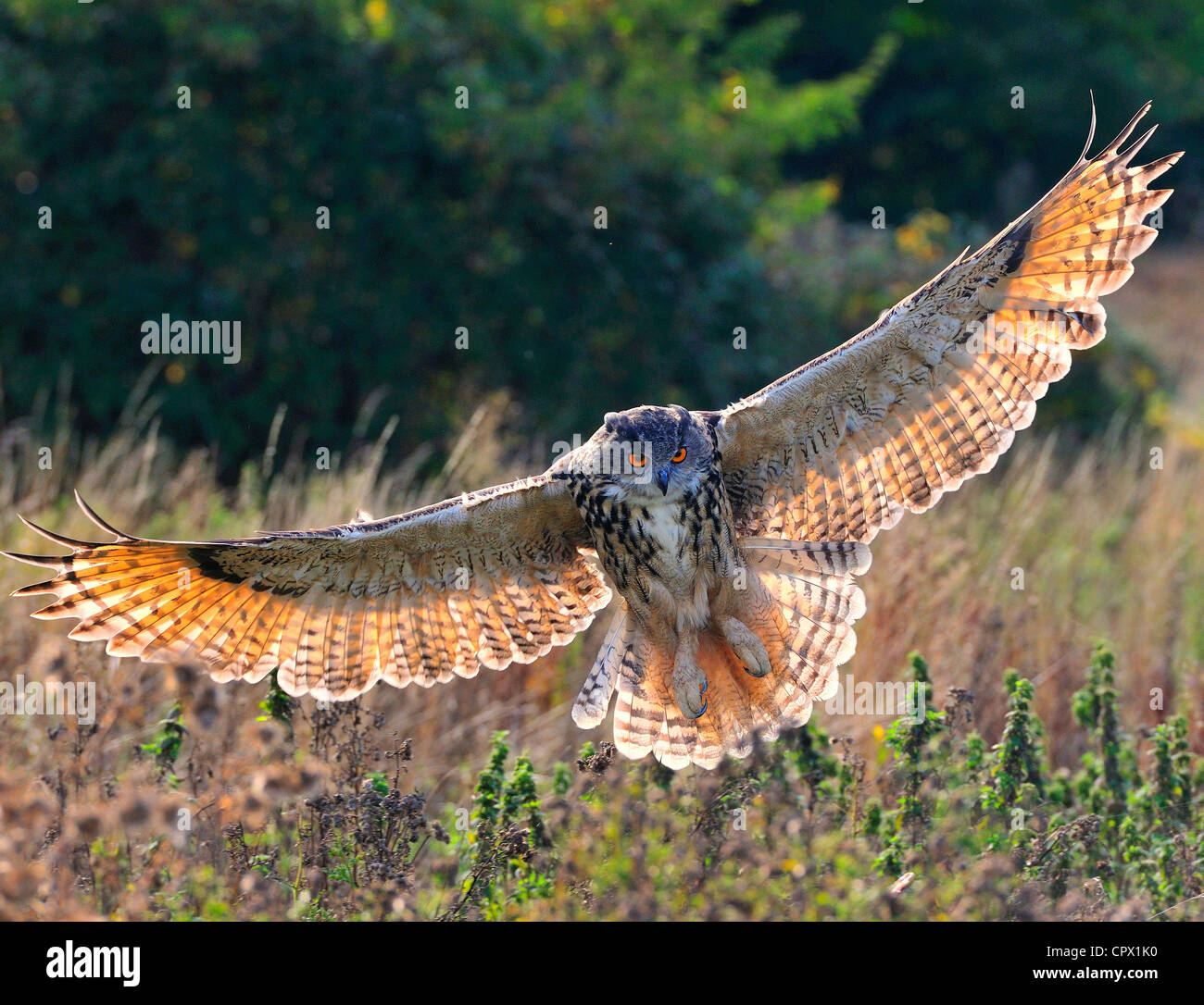 Uhu Im Flug