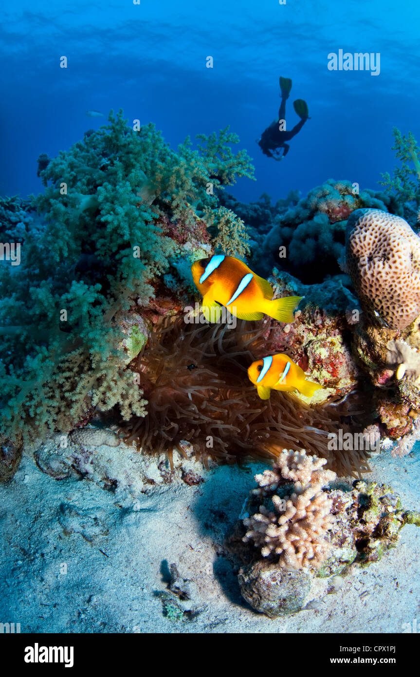 Anemonenfische und Taucher im Roten Meer, Ägypten Stockfoto