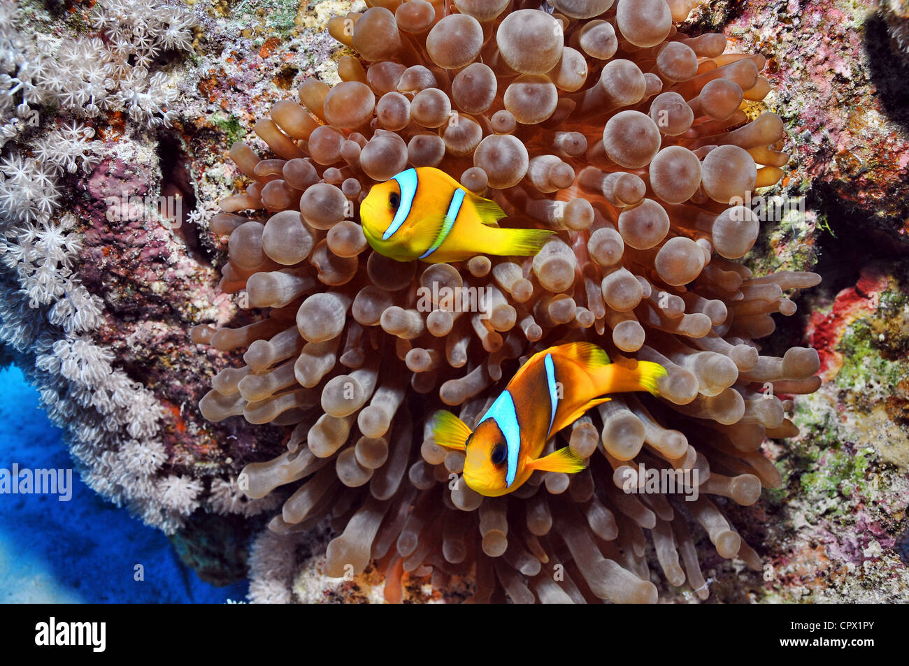 Anemonenfische im Roten Meer, Ägypten Stockfoto