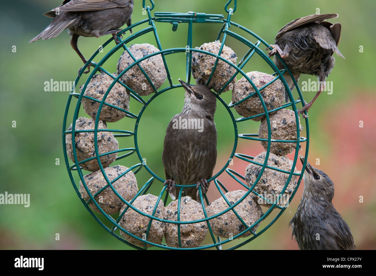 Sturnus Vulgaris. Juvenile Stare Fütterung auf eine Runde Talg Kugel feeder Stockfoto