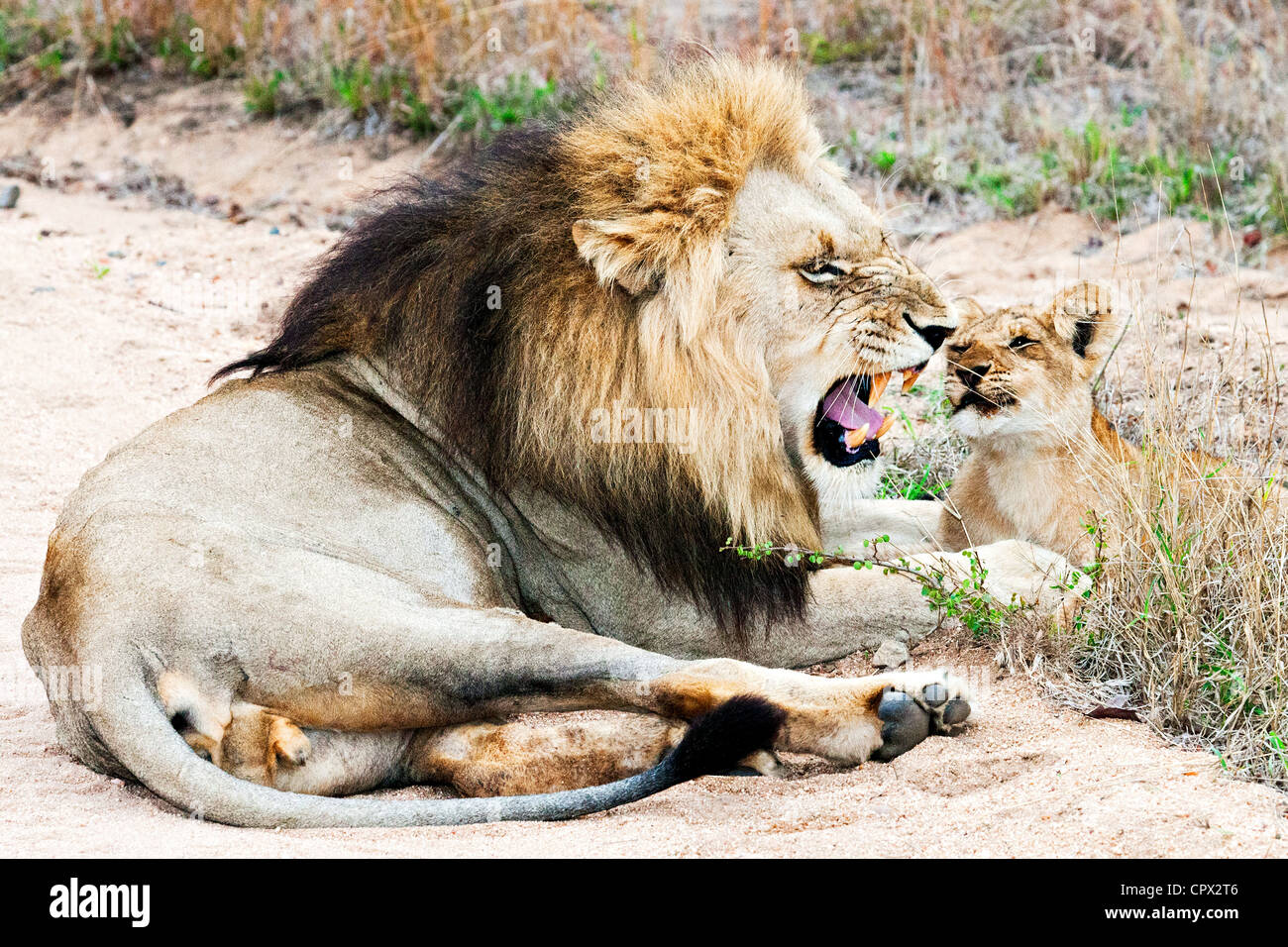 Löwe und Cub, Krüger Nationalpark, Südafrika Stockfoto