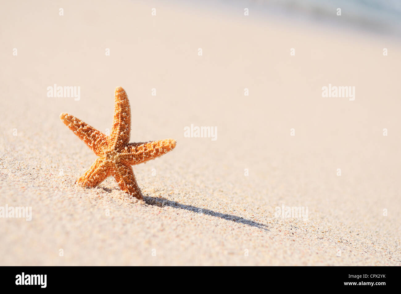 Sommerferien - Seestern am Sonnenuntergang Meer Sandstrand Stockfoto