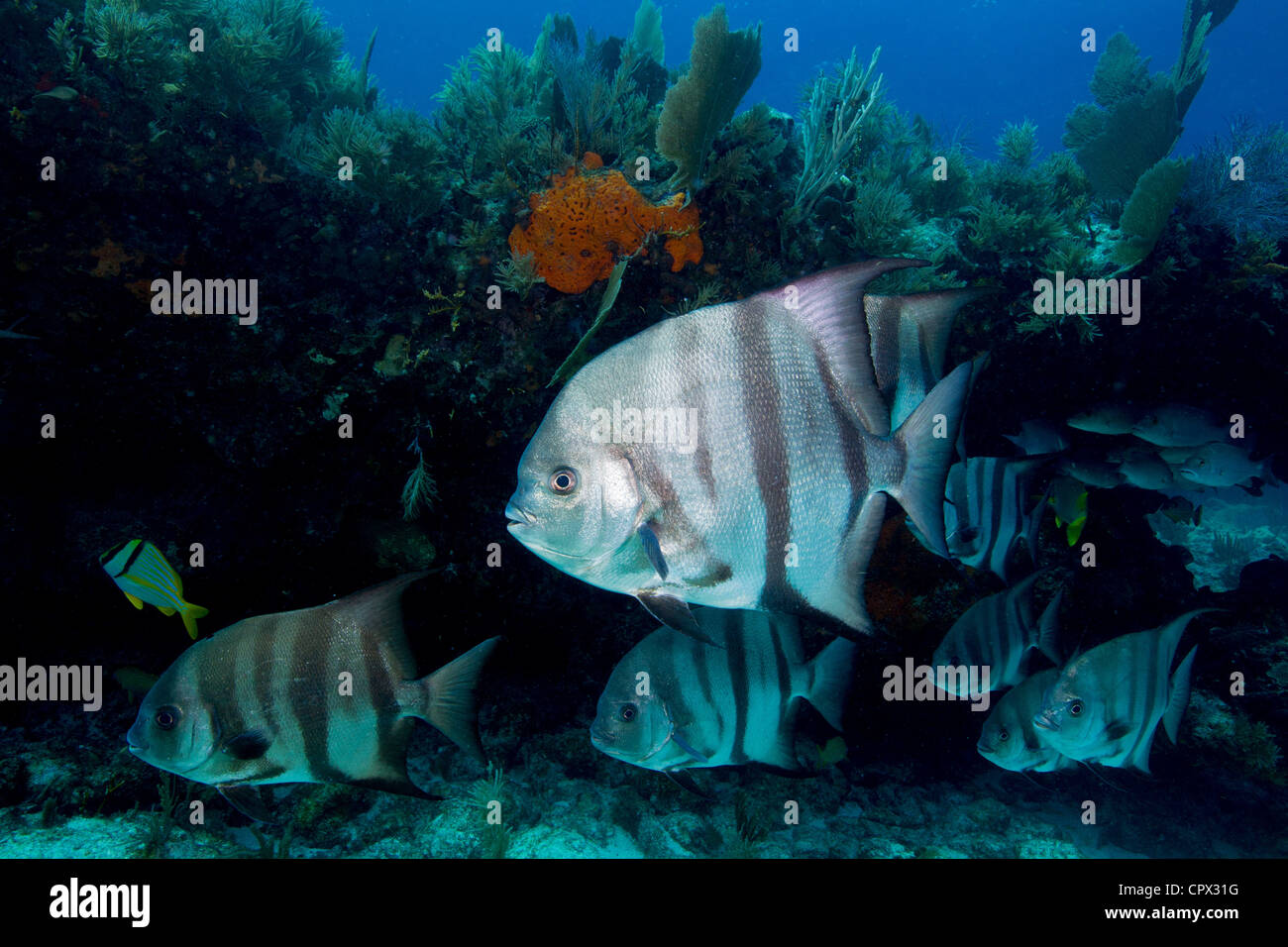 Atlantische Spadefish am Riff Stockfoto