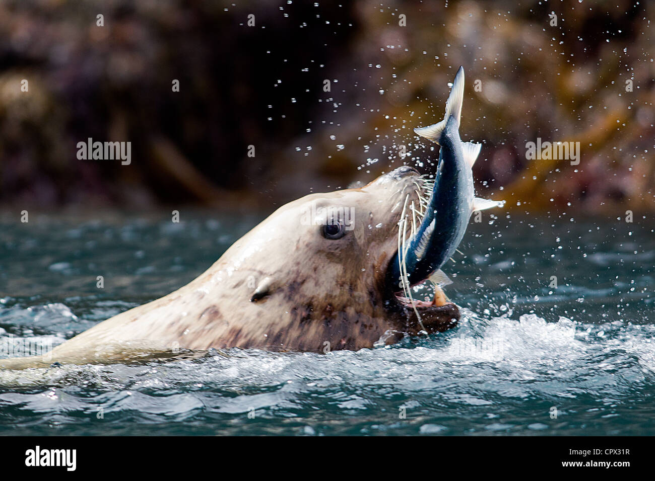 Sea Lion fängt Fisch Stockfoto