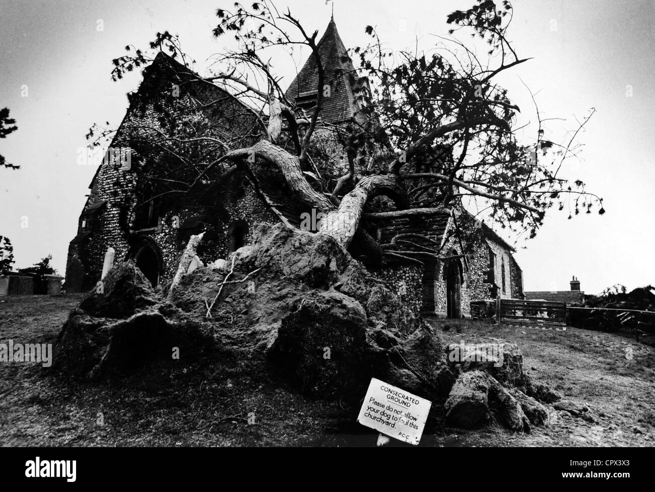 Bäume nach unten durch Ditchling Kirche Sussex nach einem Sturm im Jahr 1990 mono Bild Archiv Stockfoto