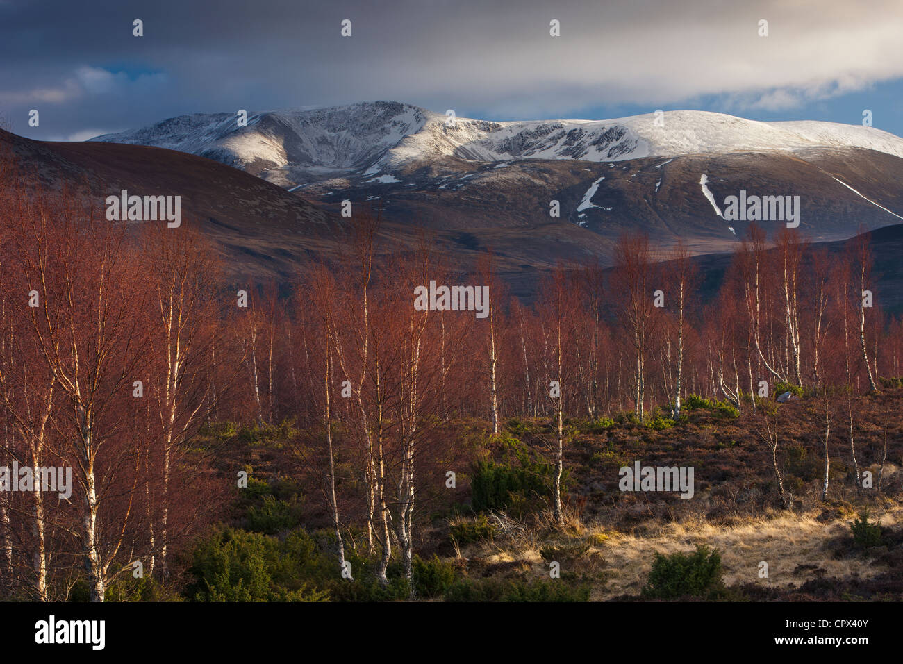 die Rothiemurchus Forest und Cairngorms im Winter, Schottland, UK Stockfoto