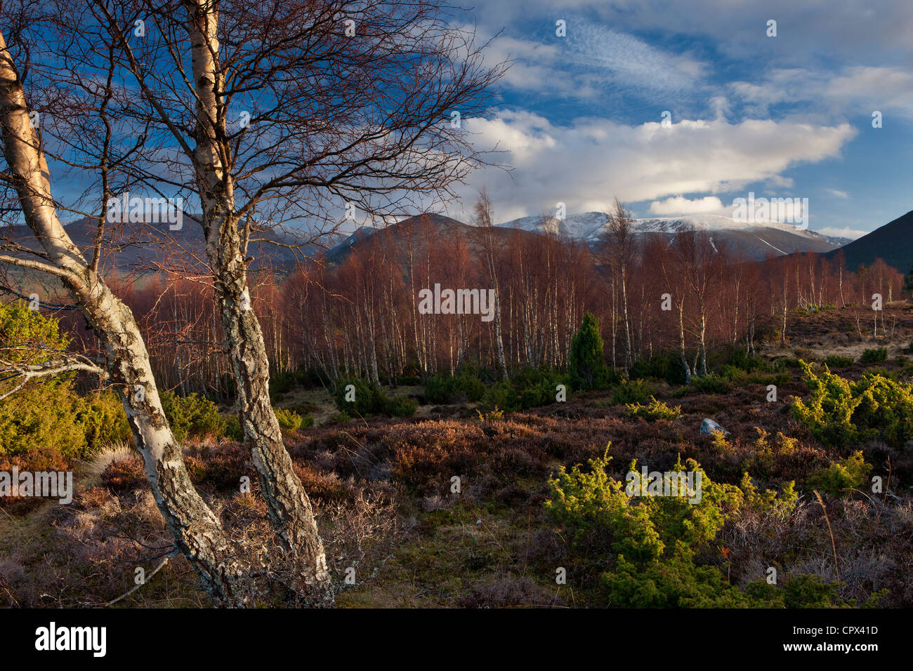 die Rothiemurchus Forest und Cairngorms im Winter, Schottland, UK Stockfoto