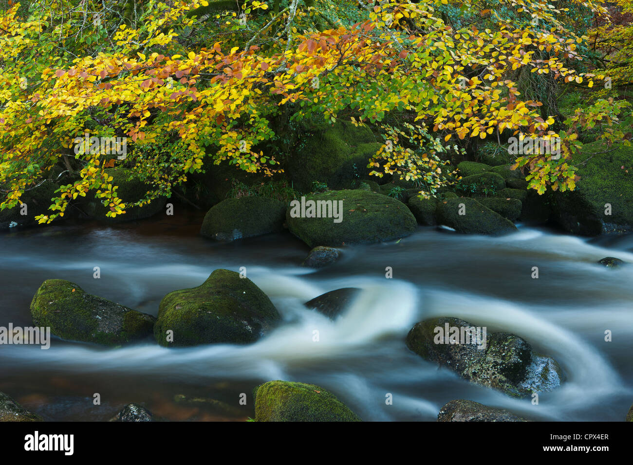 Herbst Farben entlang der East Dart River, Dartmoor, Devon, England, UK Stockfoto