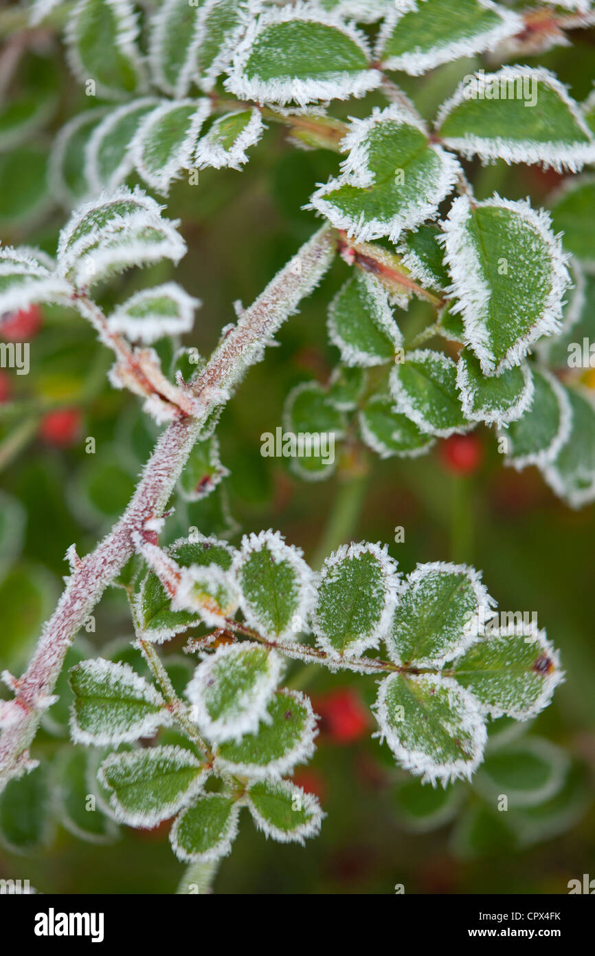 Frost auf Hagebutten in unserem Garten, Somerset, England, UK Stockfoto
