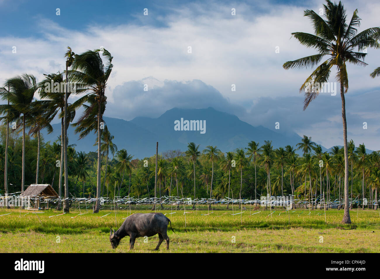 ein Büffel Weiden mit Reisfeldern, Palmen & Berge im Hintergrund, nr Malatapay, Negros, Philippinen Stockfoto