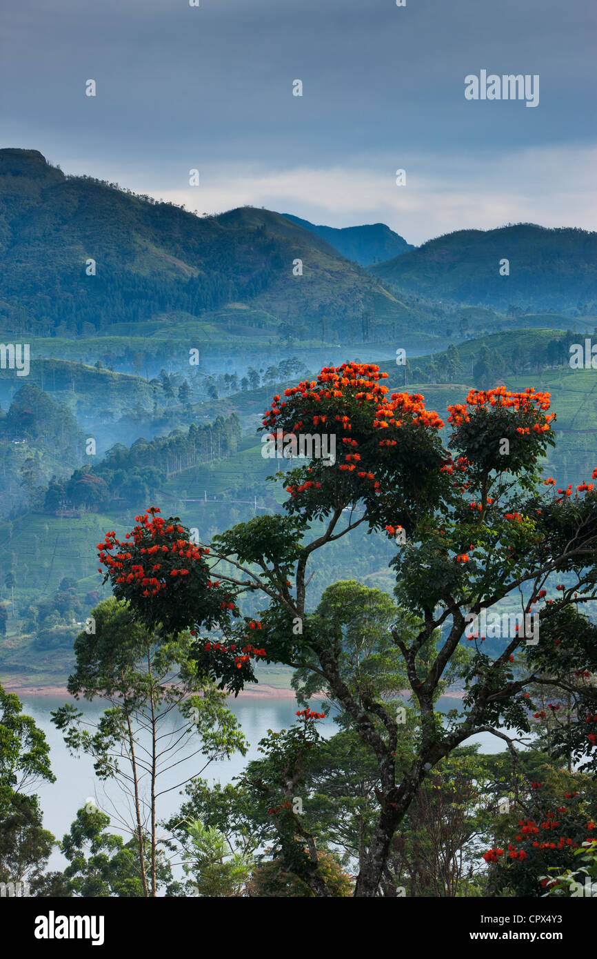 Flamme von Waldbäumen auf einer Teeplantage in der Nähe von Hatton, Hochland, Sri Lanka Stockfoto