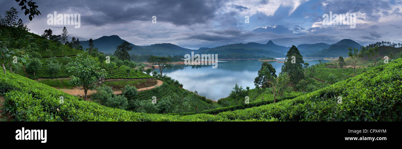 Sri Pada (Adam es Peak) aus einer Teeplantage auf See Maskeliya, Hochland, Sri Lanka Stockfoto