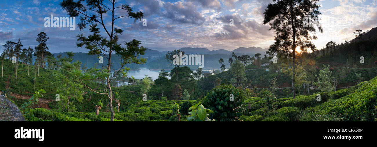 eine Teeplantage in der Nähe von Hatton, Hochland, Sri Lanka Stockfoto