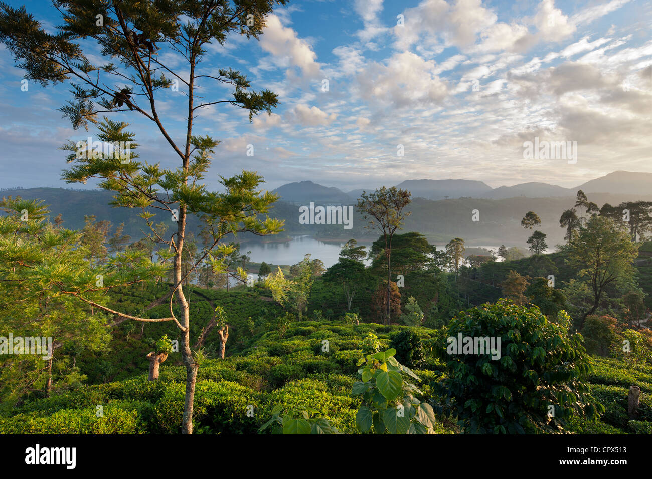 eine Teeplantage in der Nähe von Hatton, Hochland, Sri Lanka Stockfoto