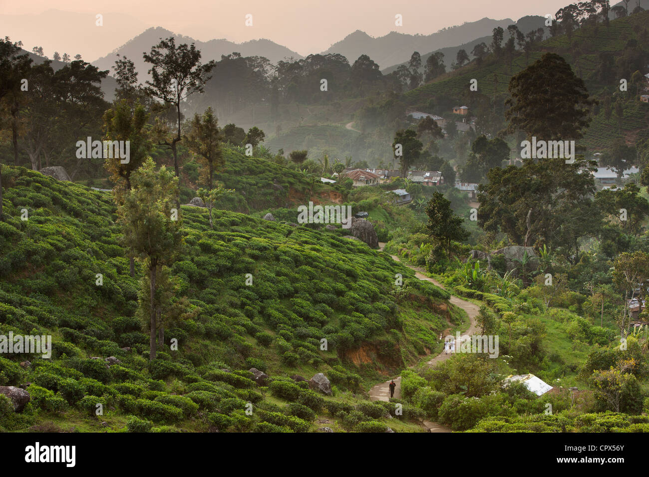 Dorf von Namunukalu, umgeben von einer Teeplantage, nr Ella, Southern Highlands, Sri Lanka Stockfoto