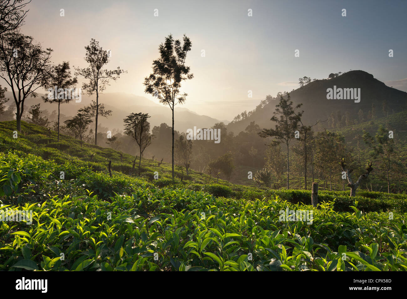 eine Tee-Plantage nr Ella mit wenig Samson Peak (rechts), Southern Highlands, Sri Lanka Stockfoto