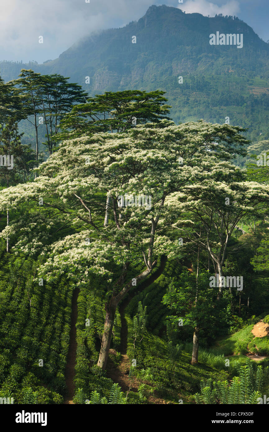 Tee wächst Nr. Laabookellie, Nr. Nuwara Eliya, Sri Lanka Stockfoto