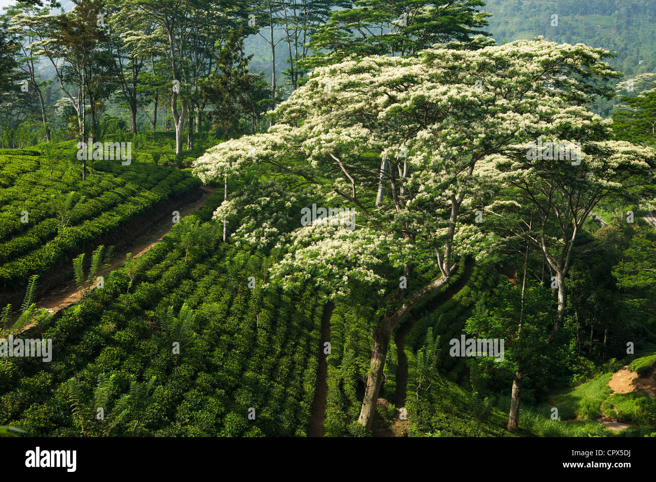 Tee wächst Nr. Laabookellie, Nr. Nuwara Eliya, Sri Lanka Stockfoto