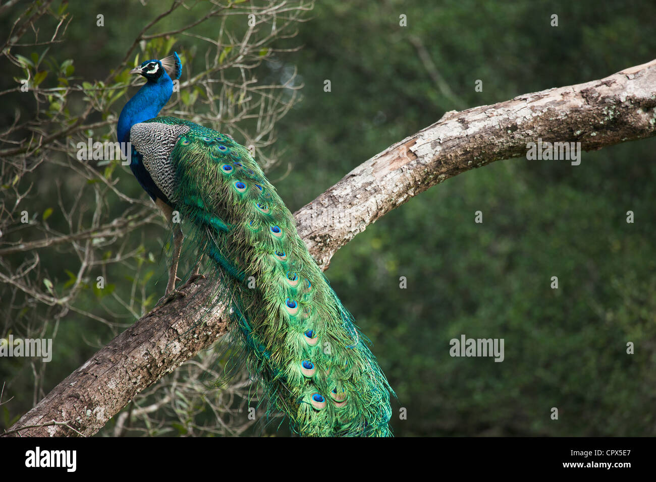 ein Pfau, Wilpattu Nationalpark, Sri Lanka Stockfoto