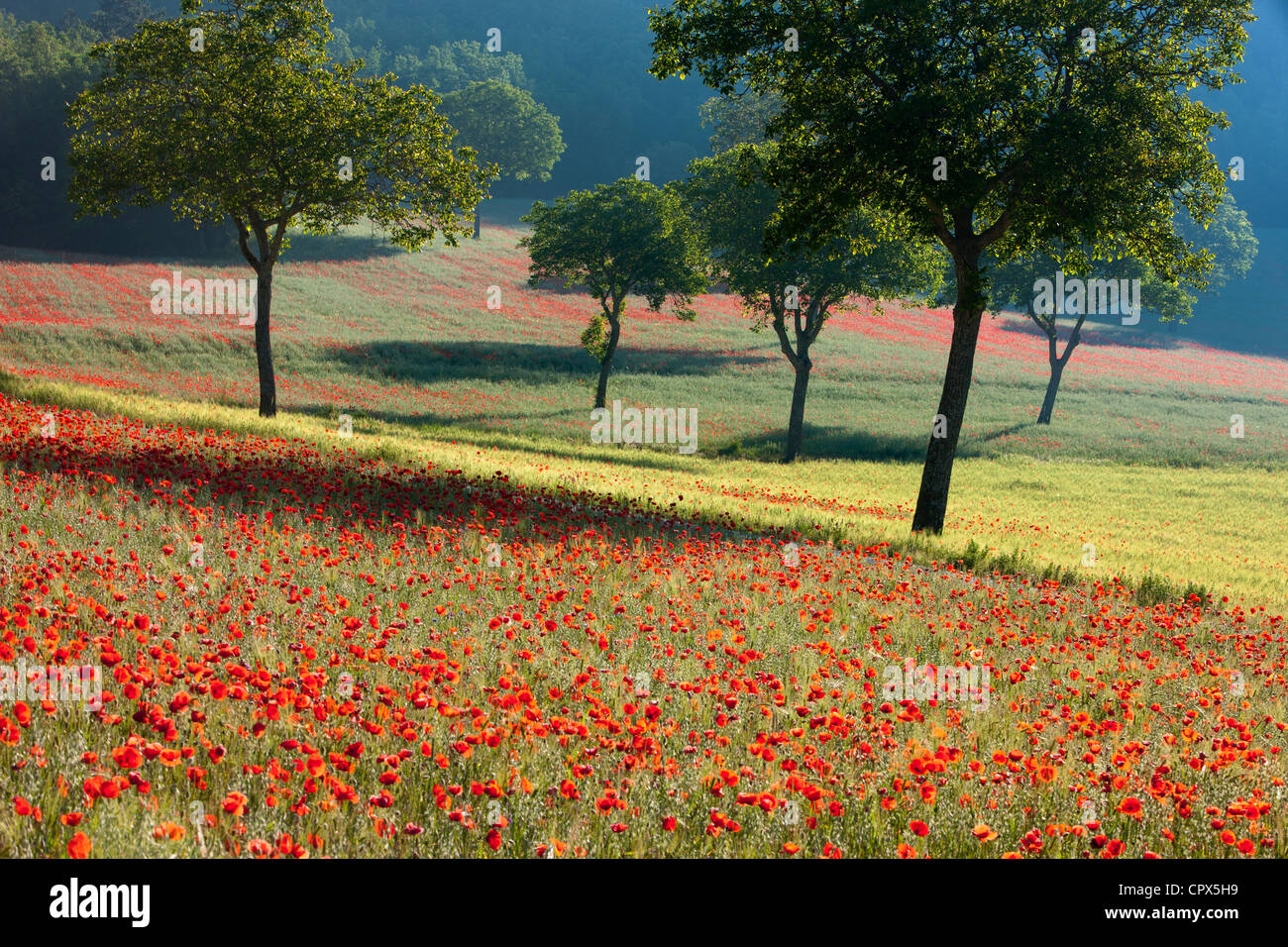 Mohnblumen in einem Feld nr Norcia, Umbrien, Italien Stockfoto