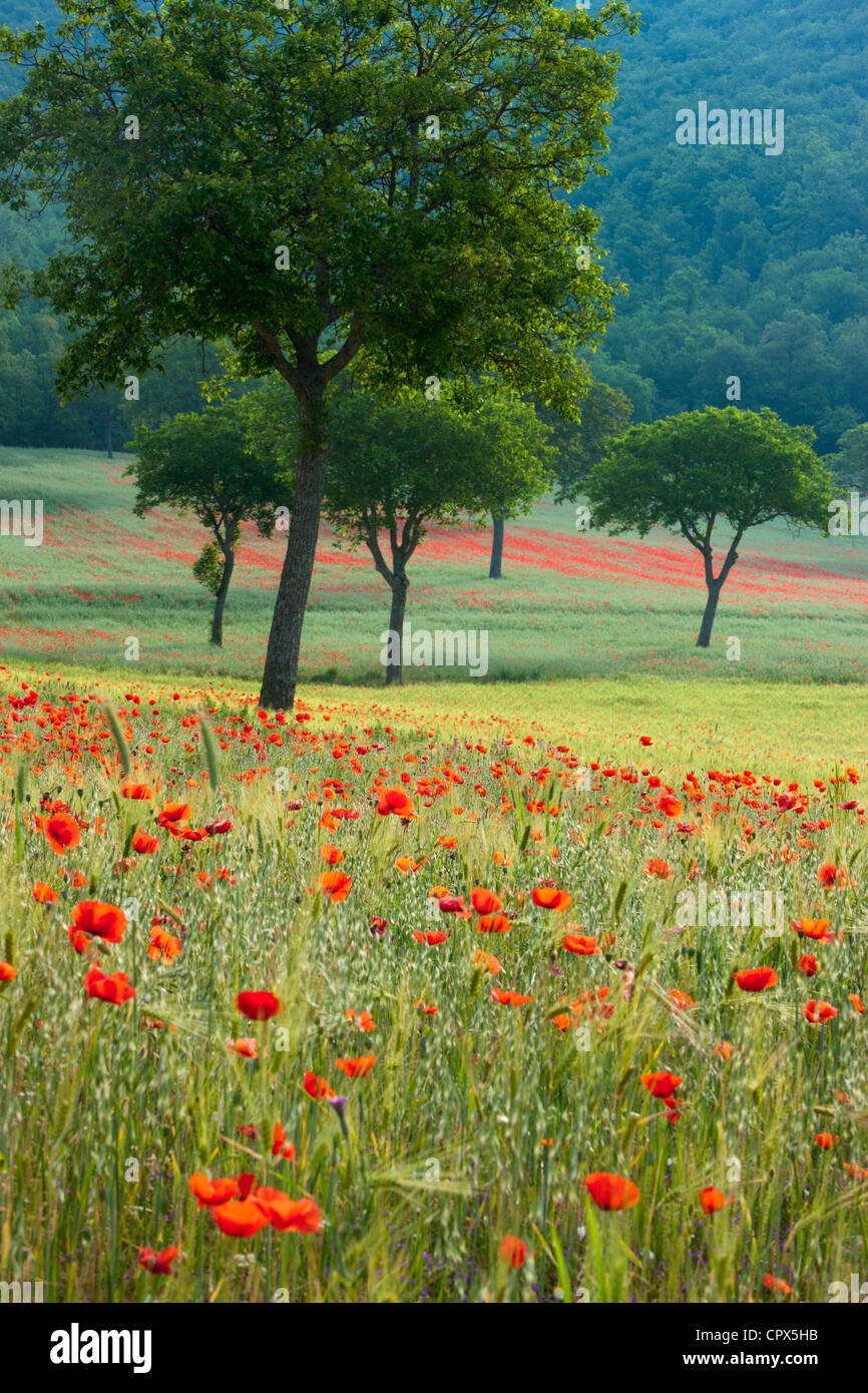 Mohnblumen in einem Feld nr Norcia, Umbrien, Italien Stockfoto