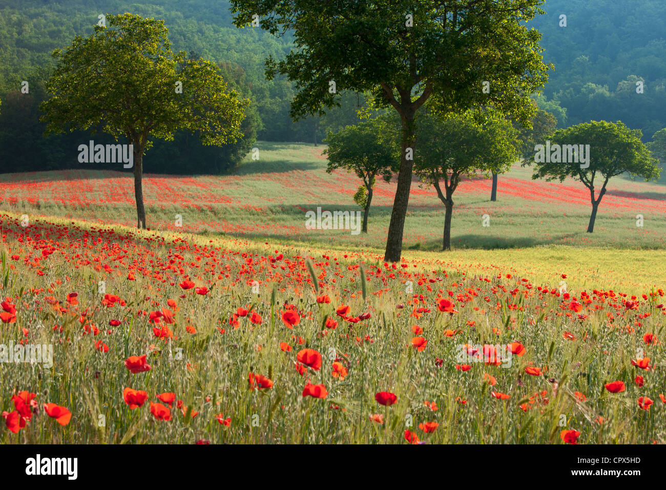 Mohnblumen in einem Feld nr Norcia, Umbrien, Italien Stockfoto