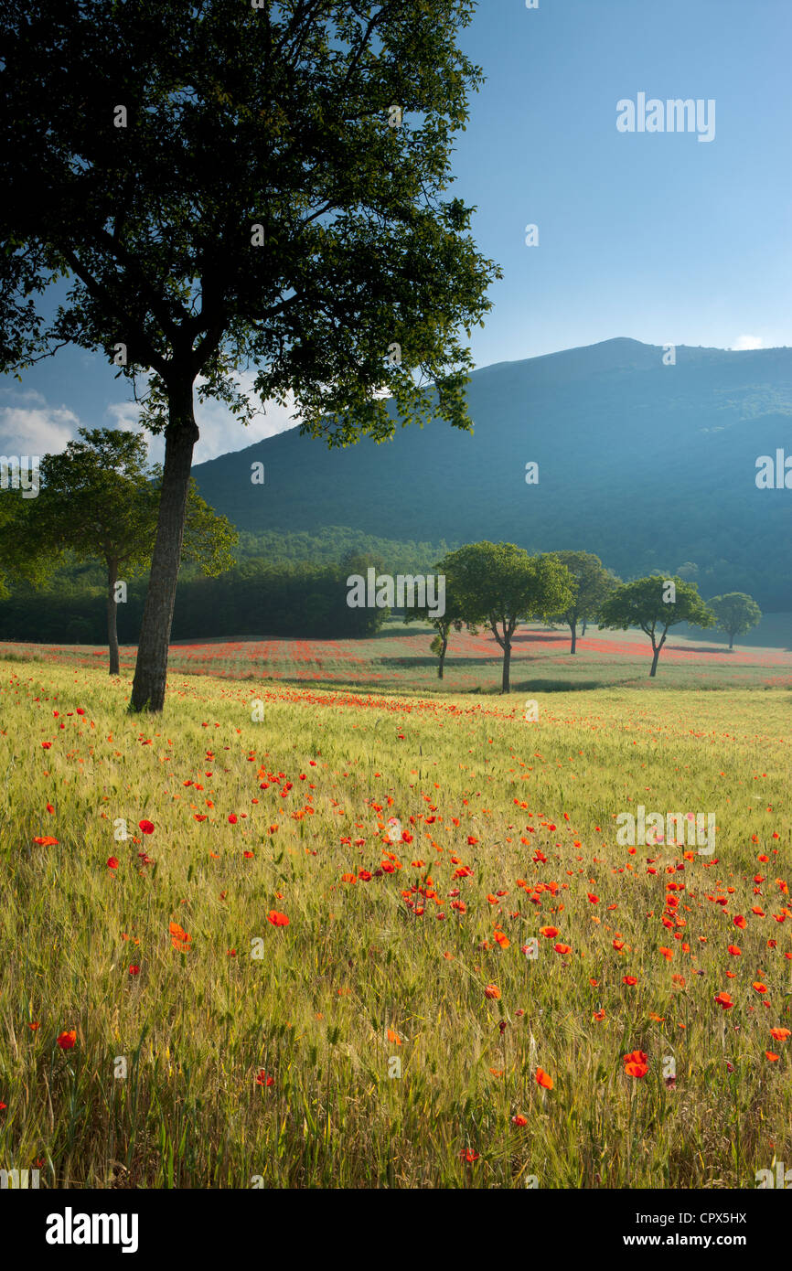 Mohnblumen in einem Feld nr Norcia, Umbrien, Italien Stockfoto