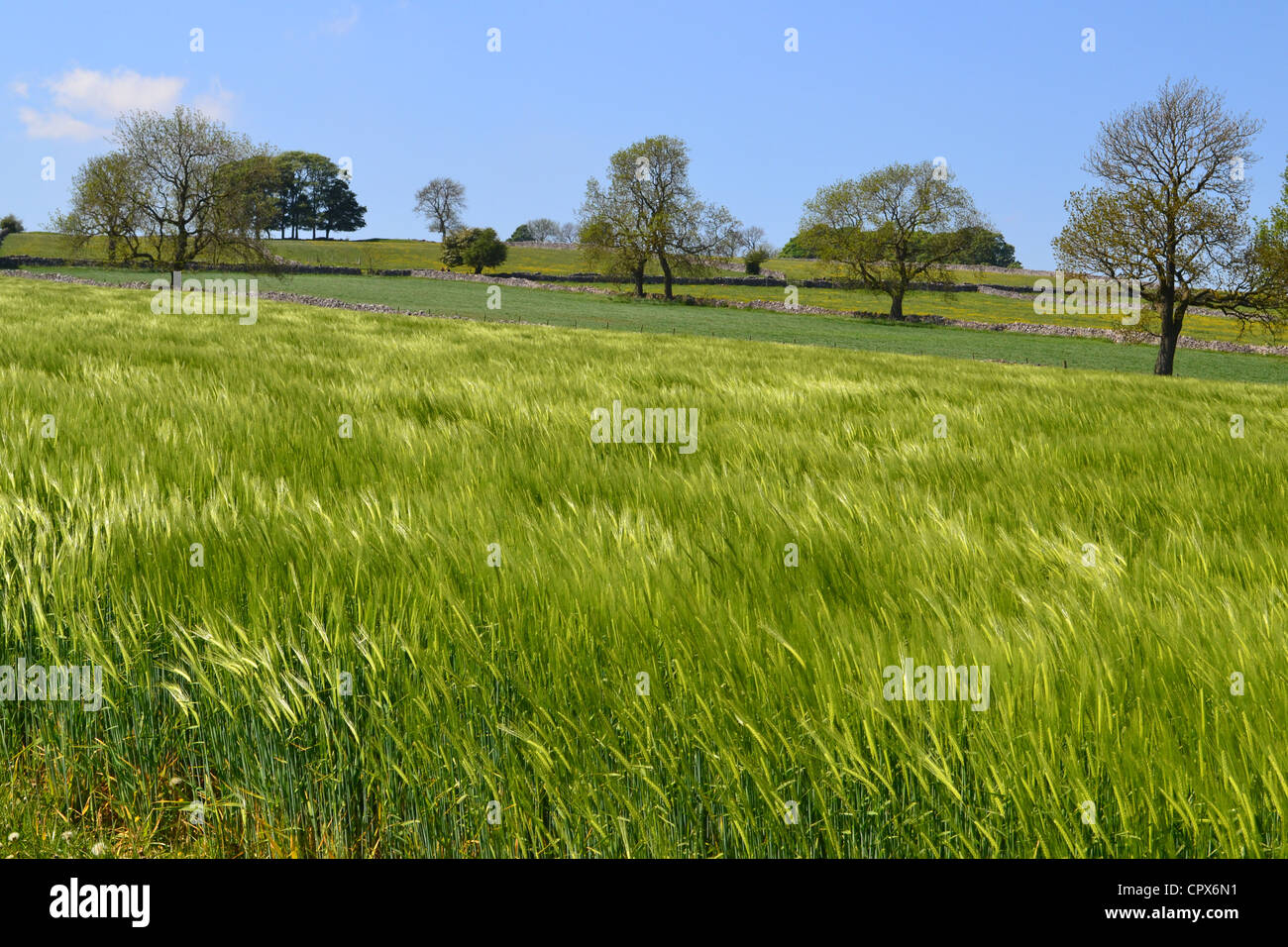 Cropland. Stockfoto