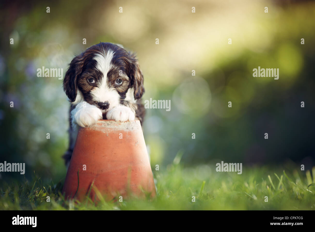 Ein Welpe posiert auf einem verwitterten Blumentopf Stockfoto