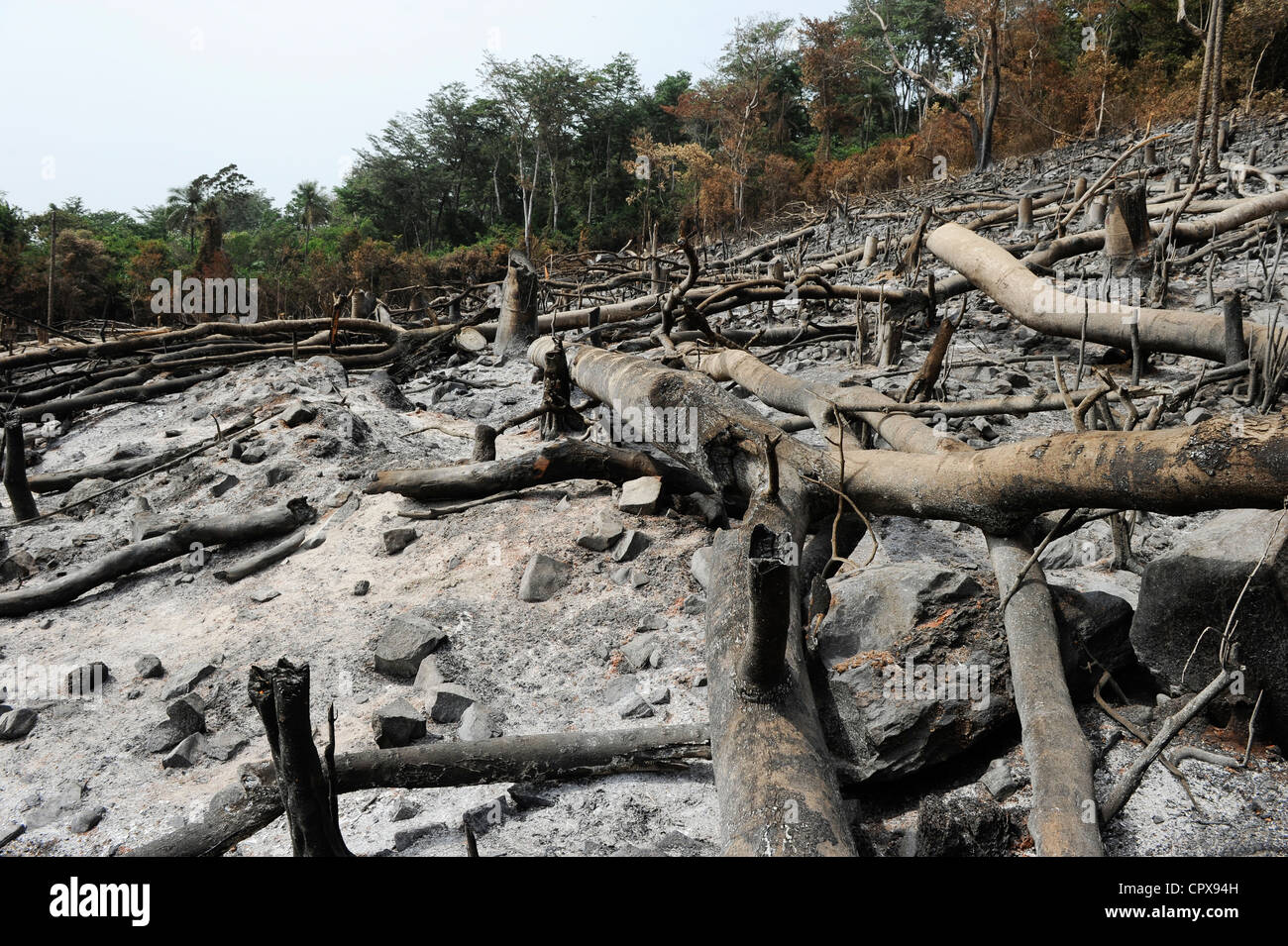 SIERRA LEONE, Kent, die illegale Abholzung des Regenwaldes an der westlichen Bereich Halbinsel Wald, das Holz wird für Kohle und Brennholz verwendet Stockfoto