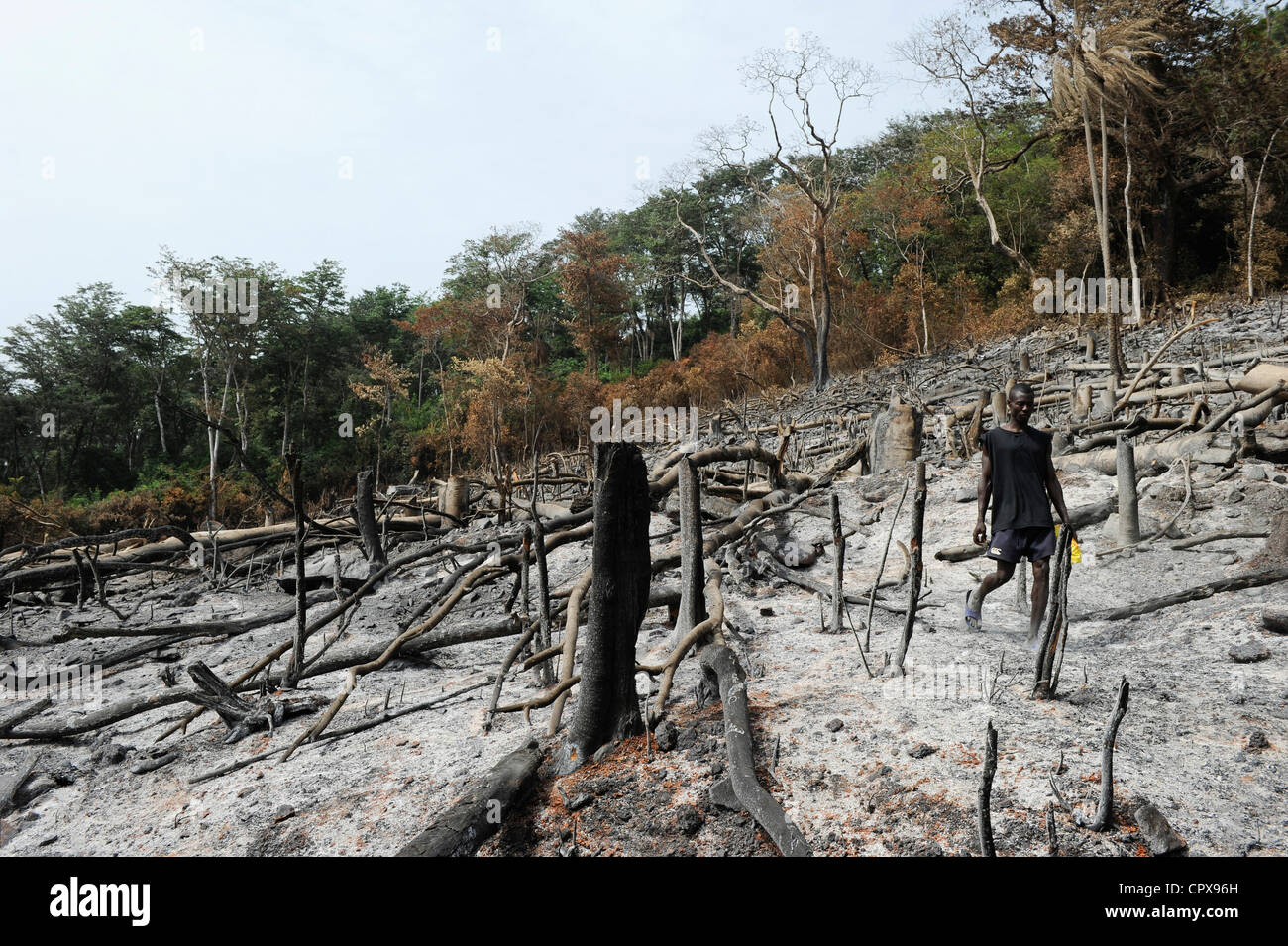 SIERRA LEONE, Kent, die illegale Abholzung des Regenwaldes an der westlichen Bereich Halbinsel Wald, das Holz wird für Kohle und Brennholz verwendet Stockfoto