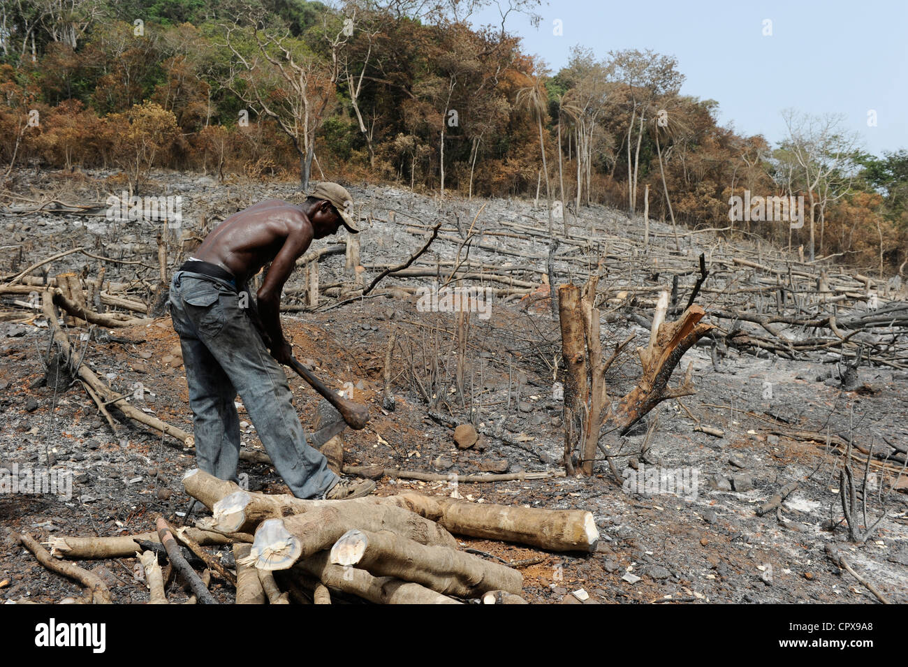 SIERRA LEONE, Kent, die illegale Abholzung des Regenwaldes an der westlichen Bereich Halbinsel Wald, das Holz wird für Kohle und Brennholz verwendet Stockfoto