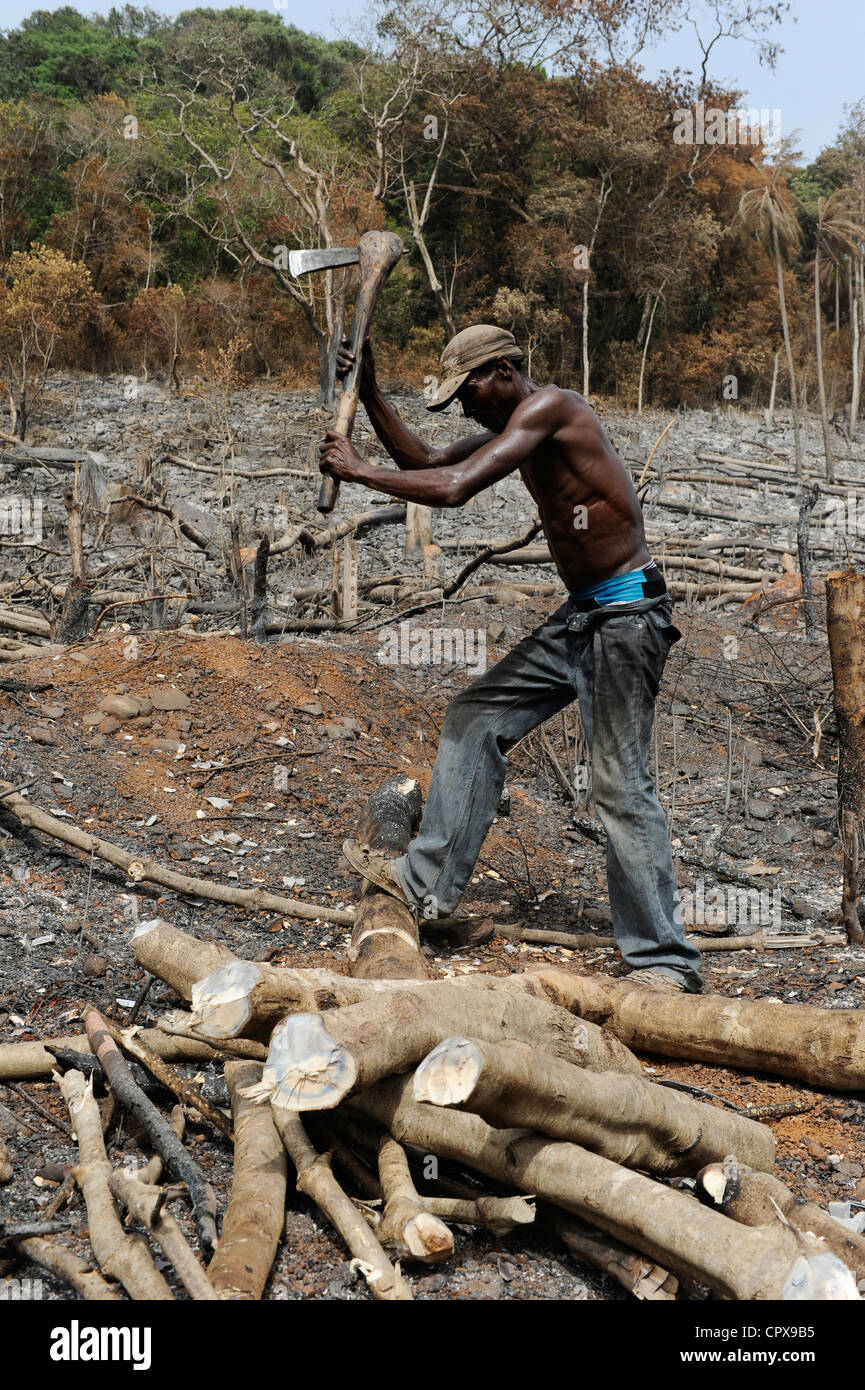 SIERRA LEONE, Kent, die illegale Abholzung des Regenwaldes an der westlichen Bereich Halbinsel Wald, das Holz wird für Kohle und Brennholz verwendet Stockfoto